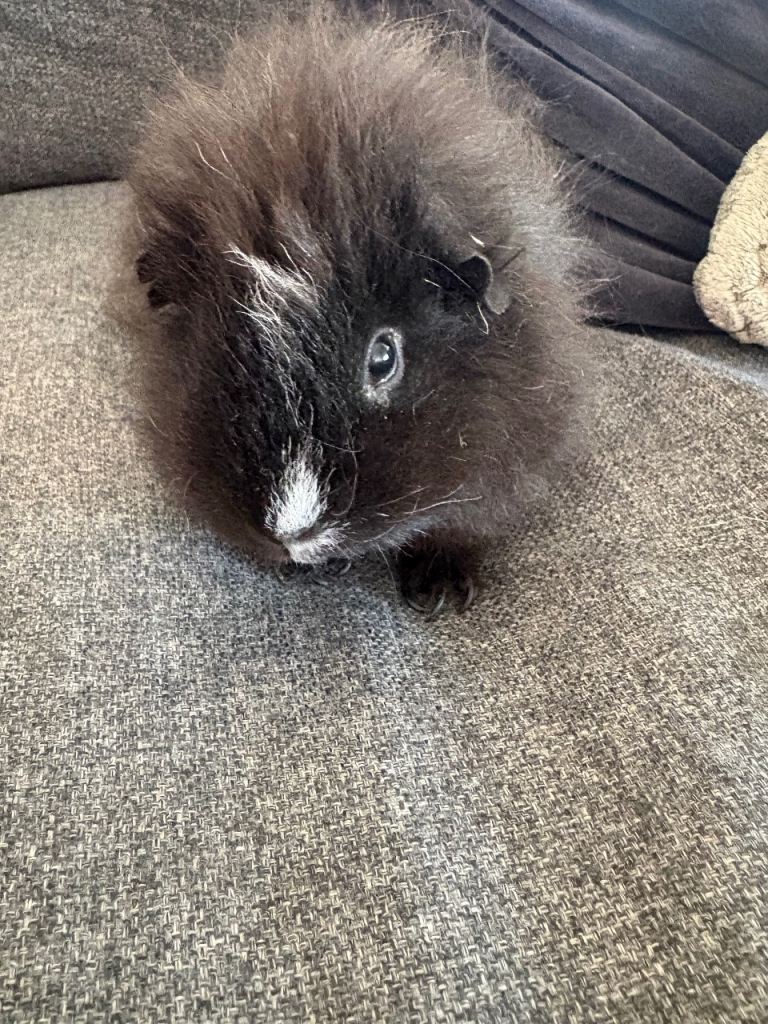 Male neutered guinea pig