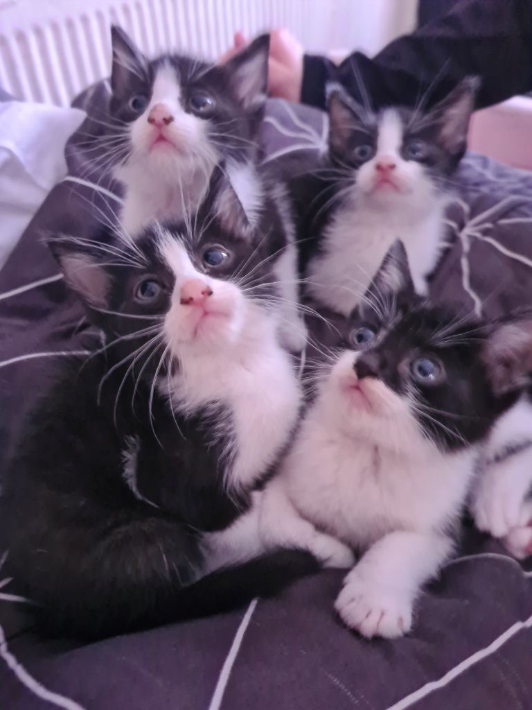 Kittens for sale