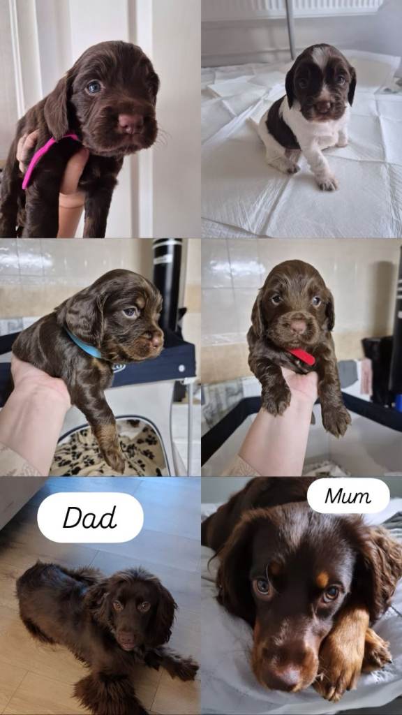 4 sprocker girls 