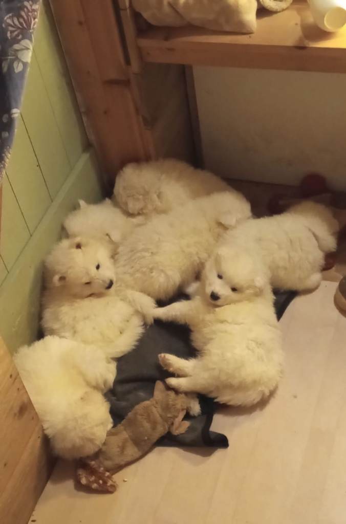 Adorable Samoyed puppies 