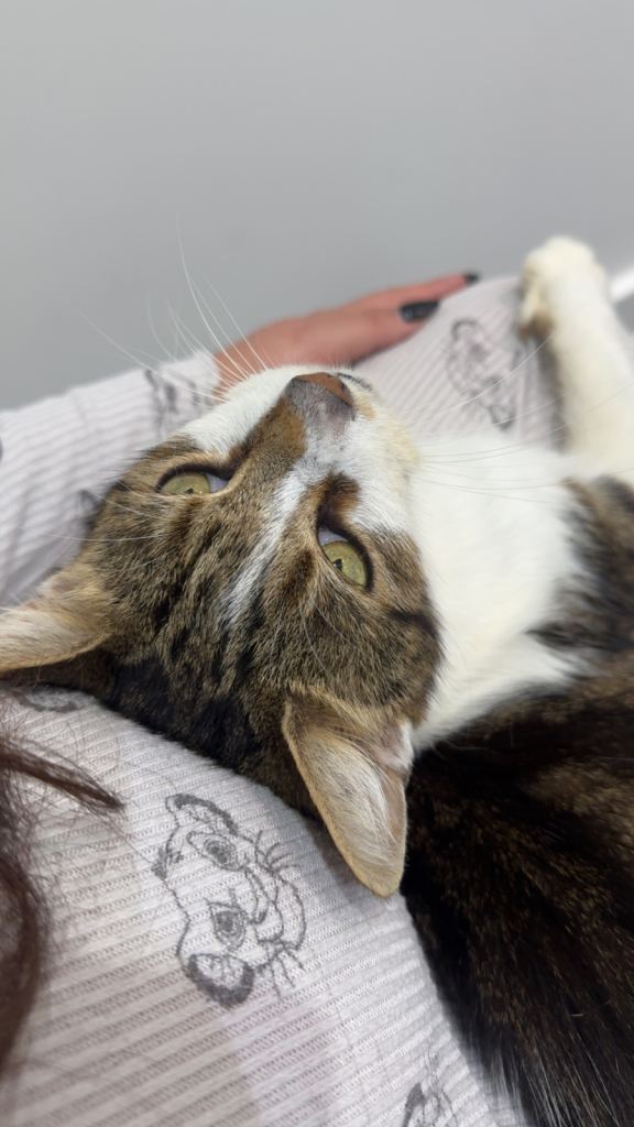 8 year old male cat for sale 