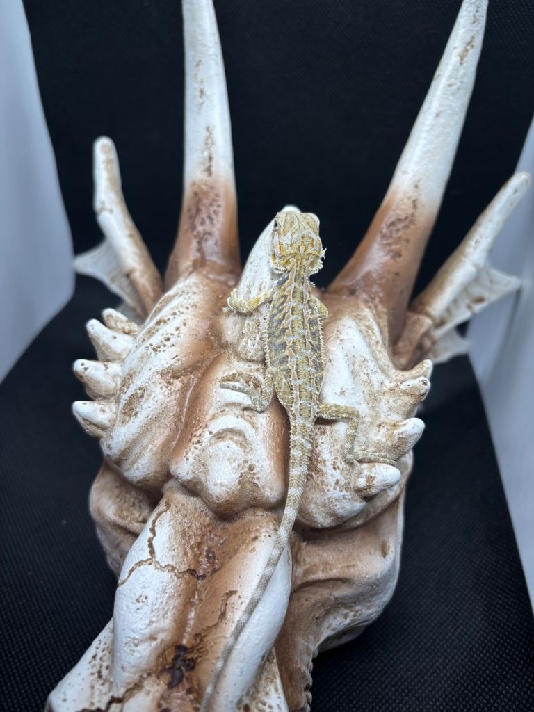 Baby bearded dragons new clutch should be ready in about 3 weeks 