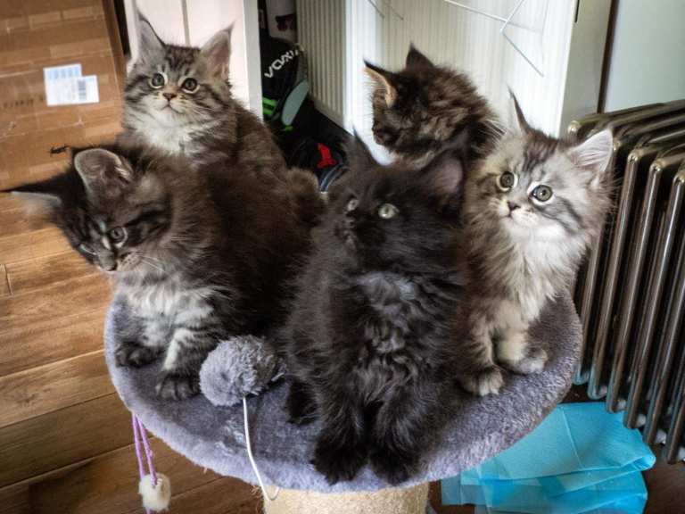 Beautiful Maine Coon Kittens – 5 Available – Family Raised