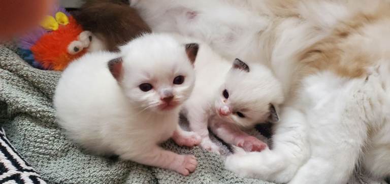 2 Beautiful Pure Ragdoll kittens looking for loving homes.🥰😻❤️