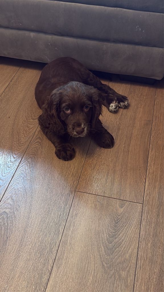 Cocker spaniel 