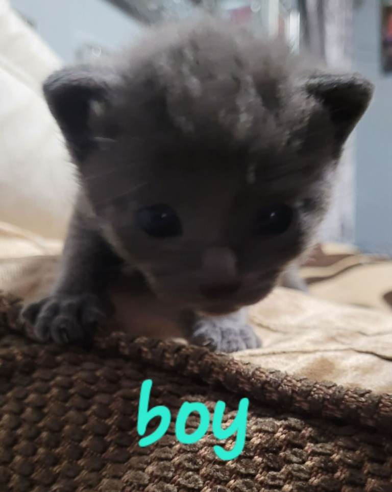 Beutiful all grey kittens 