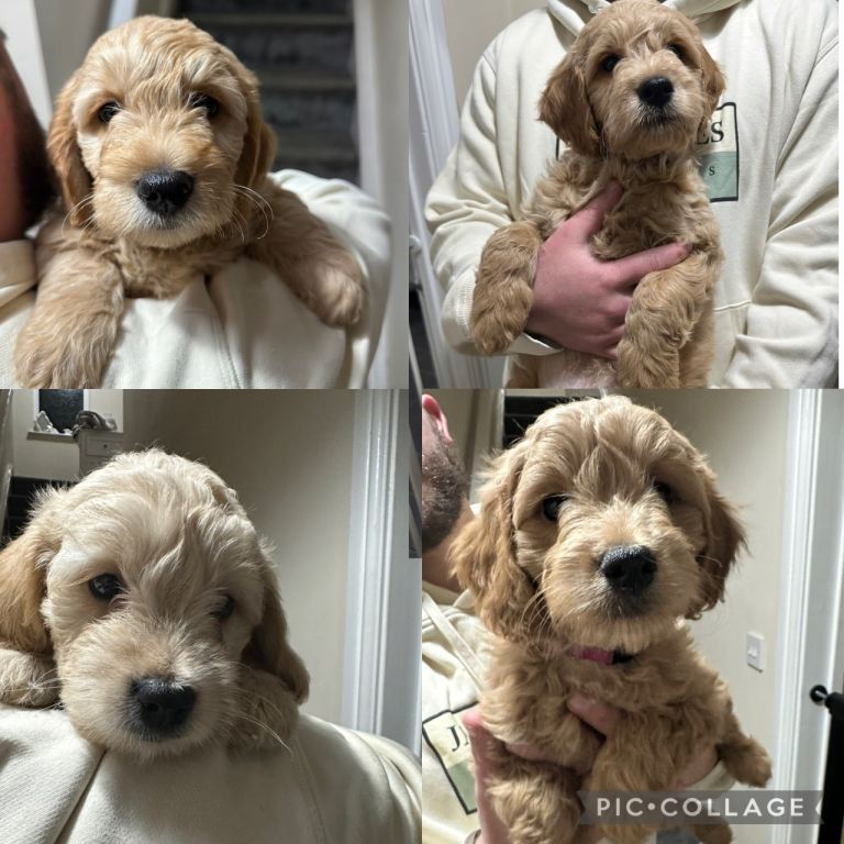 Miniature goldendoodles F1