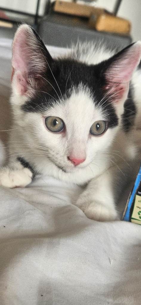 Kittens ready to leave, 1 male 1 female 