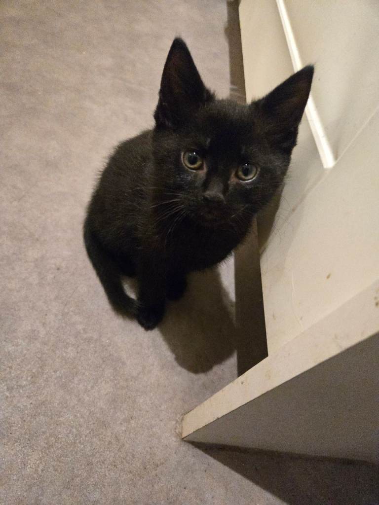 Male black kitten