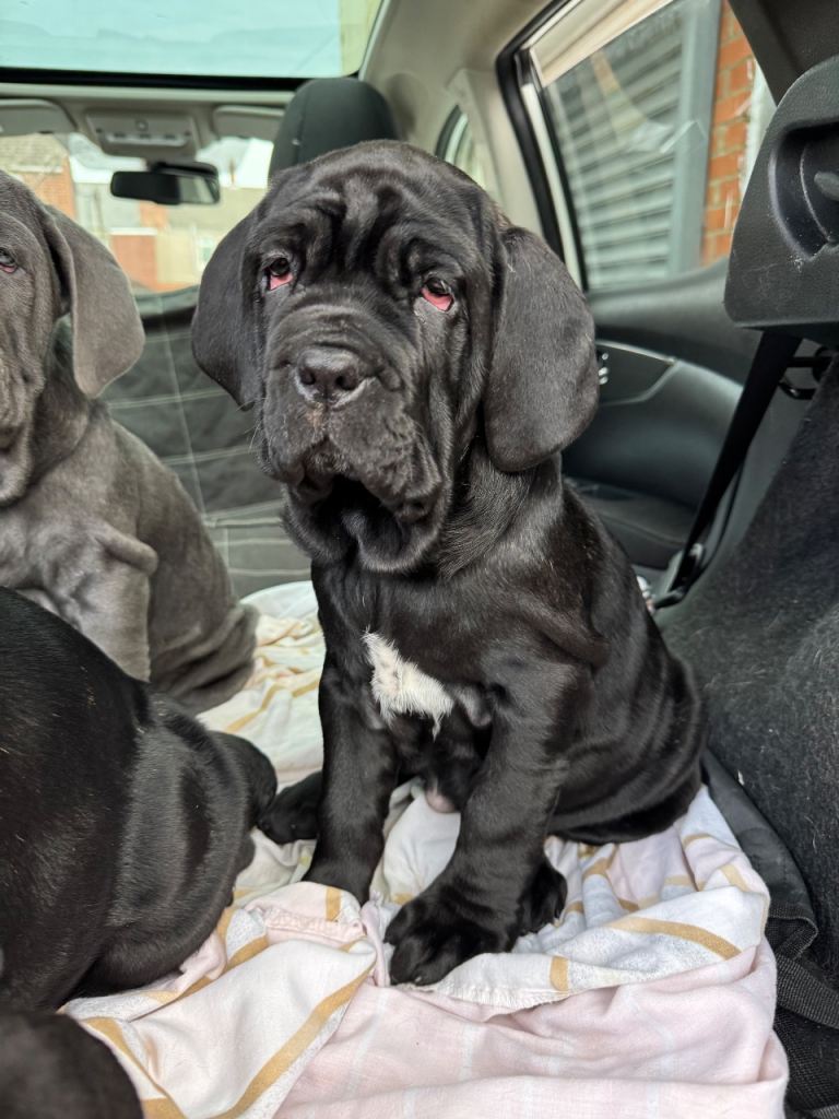 3 Neapolitan mastiff black female puppies Newcastle 