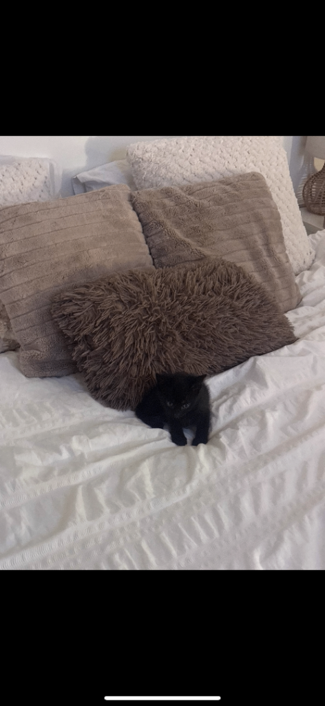 Adorable black kitten looking for a loving new home 🖤