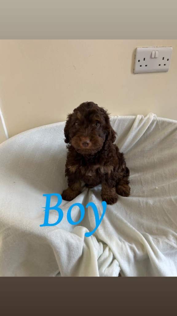 F1 Cockapoo puppies 