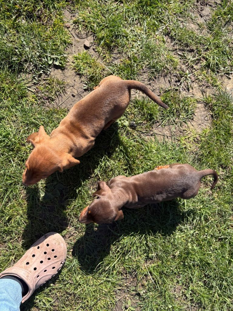 2 boy dachshund 