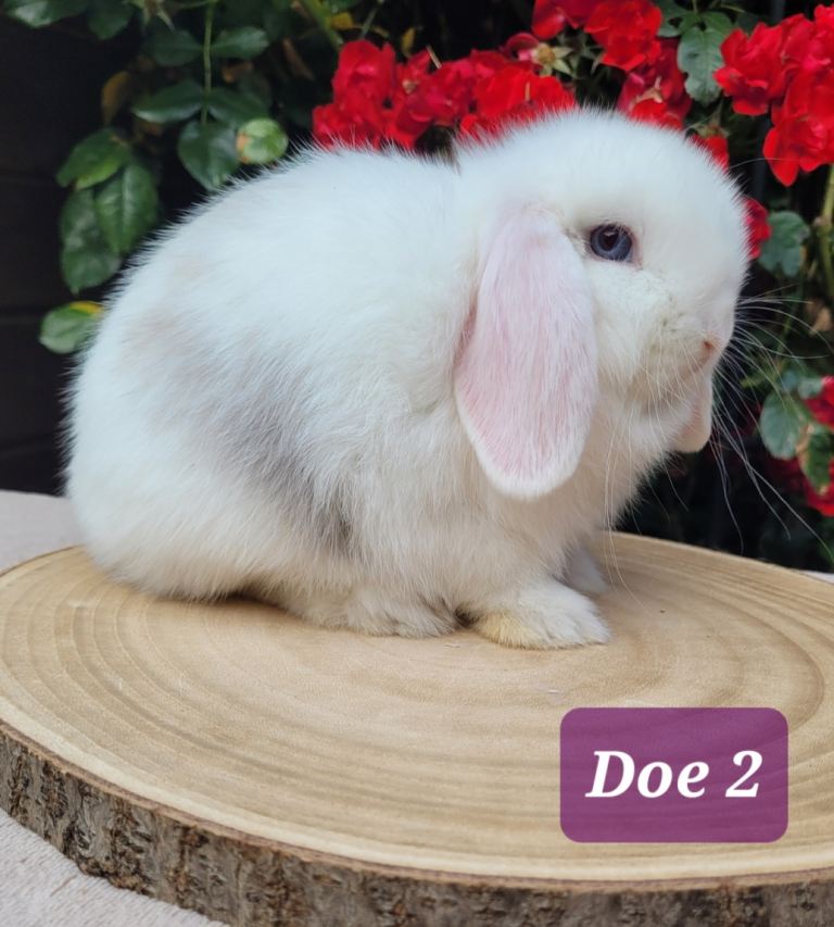 Purebred mini lop bunnies & Adults available 