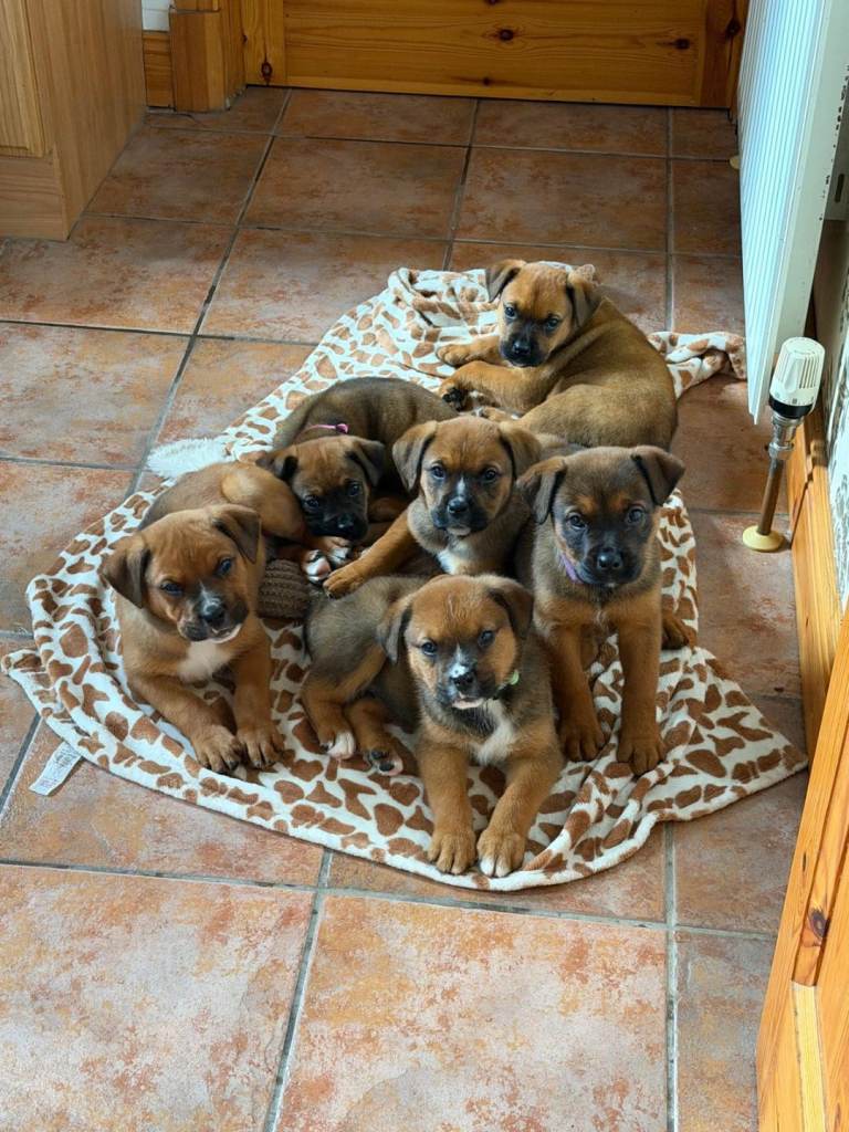 Boxweiler pups ( rottweilerxboxer)