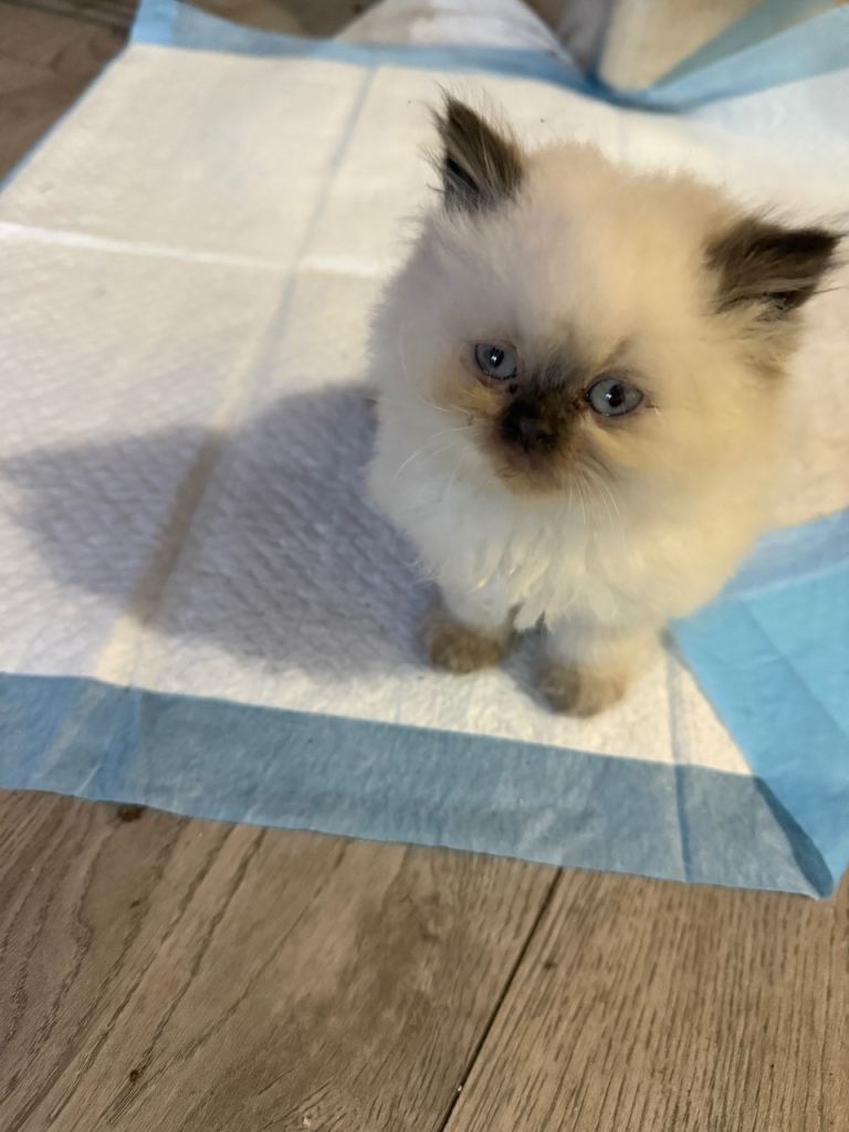 Beautiful pure Persian 