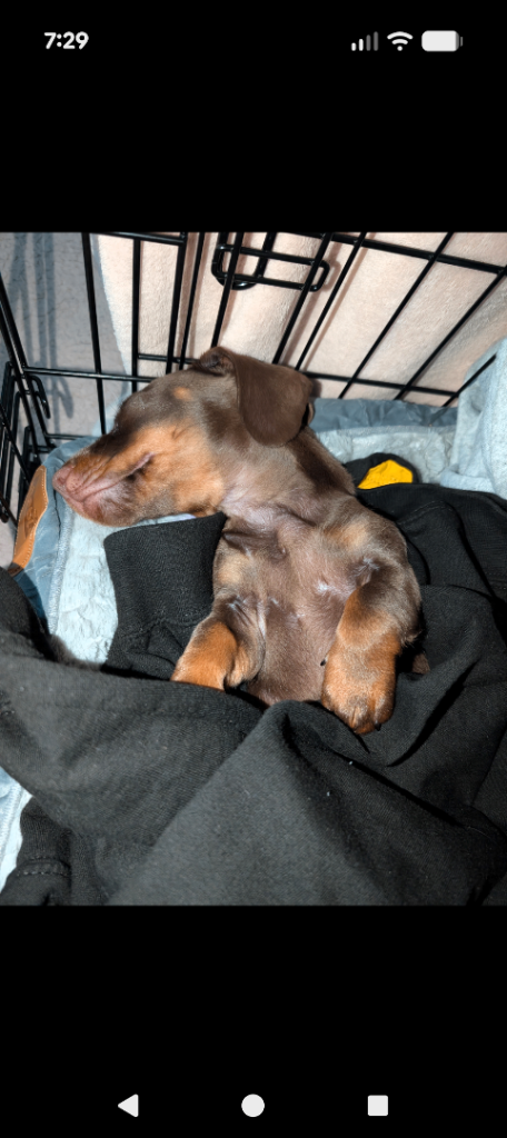 9 weeks old minature daschund