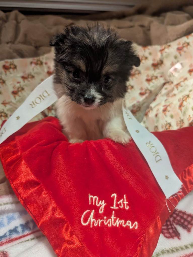 Tiny biewer terrier puppies 