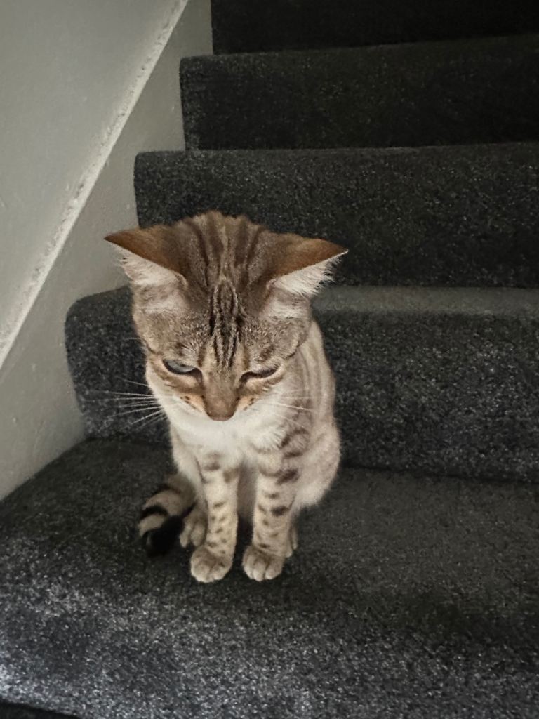 Beautiful Bengal cat for sale 