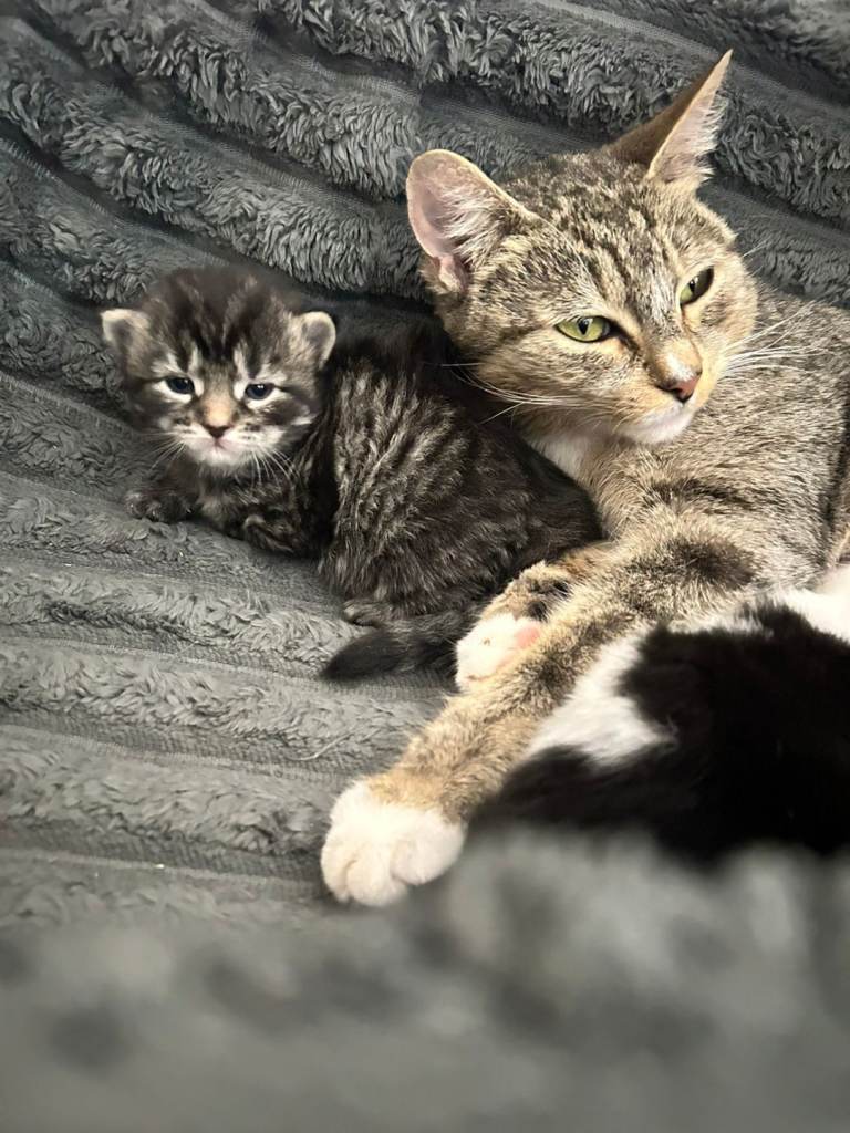Beautiful kittens for sale