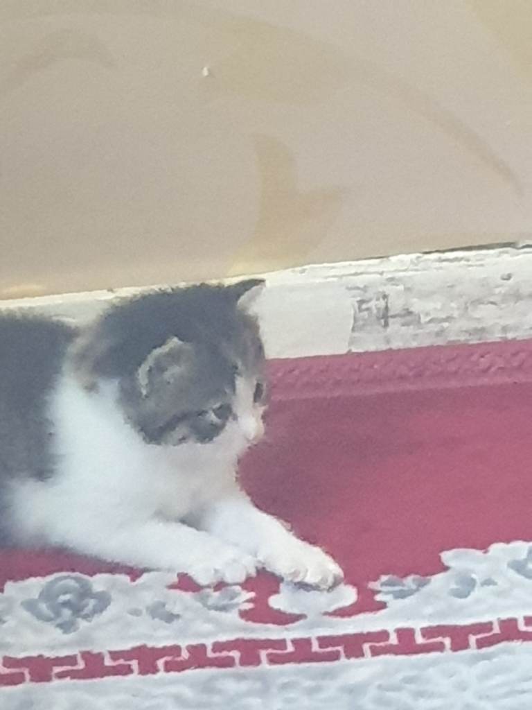 Kitten 