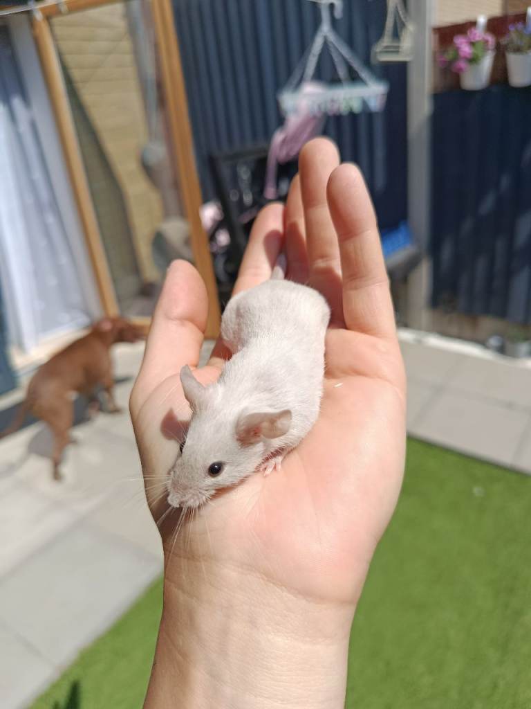 2 friendly male mice with cages seeking new homes