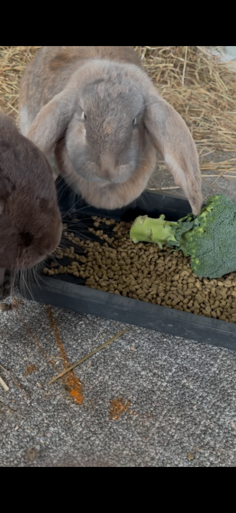 Pair of French Lop Rabbit Females