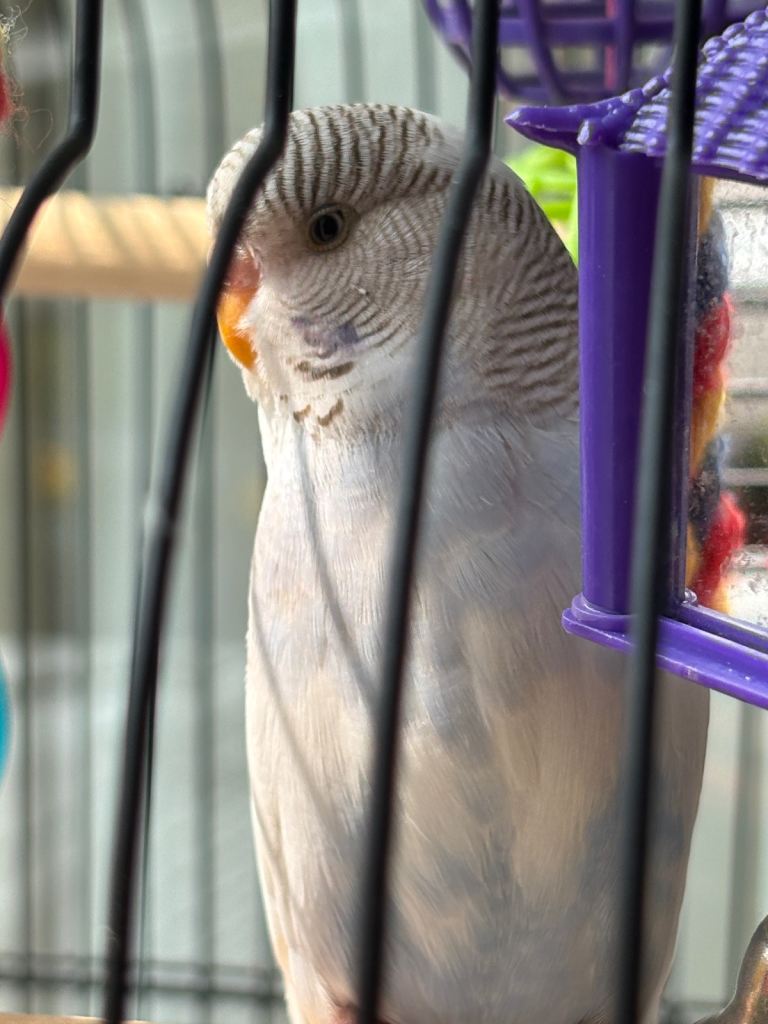 Beautiful hen - 7 months old. 
