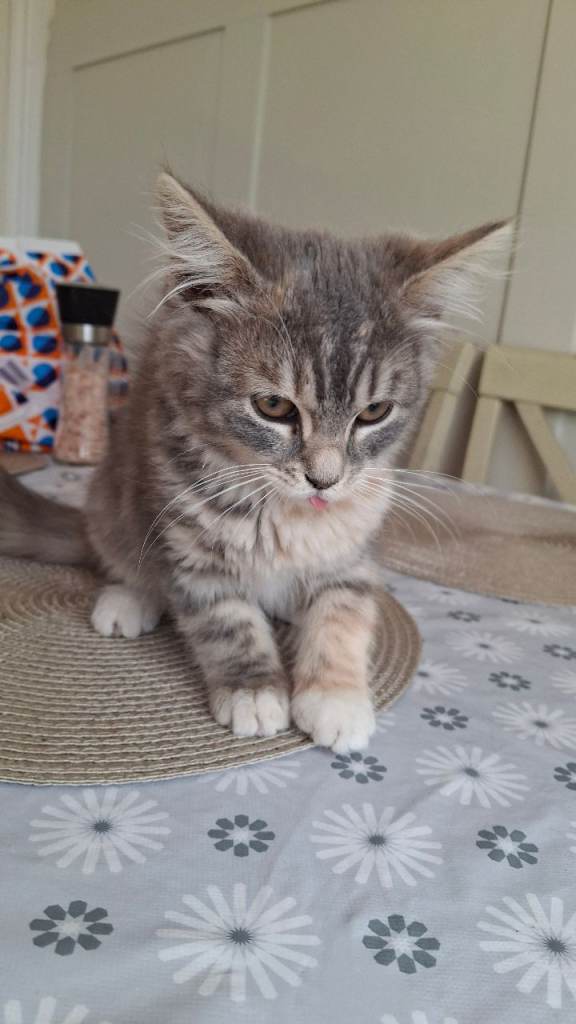 Mixed litter kittens x2