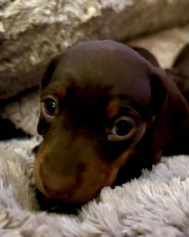 Miniature dachshund pups