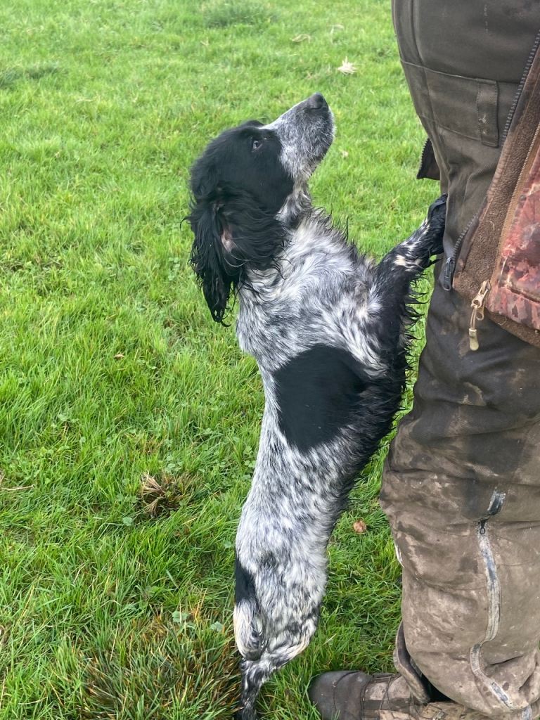 Blue roan cocker spaniel girl