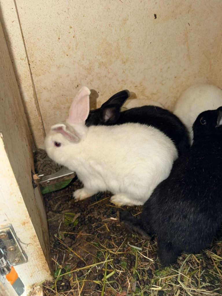 Gorgeous bunnies with blue eyes 