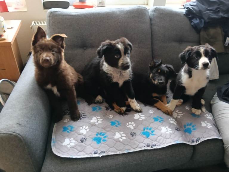 German shepherd cross border collie puppies 