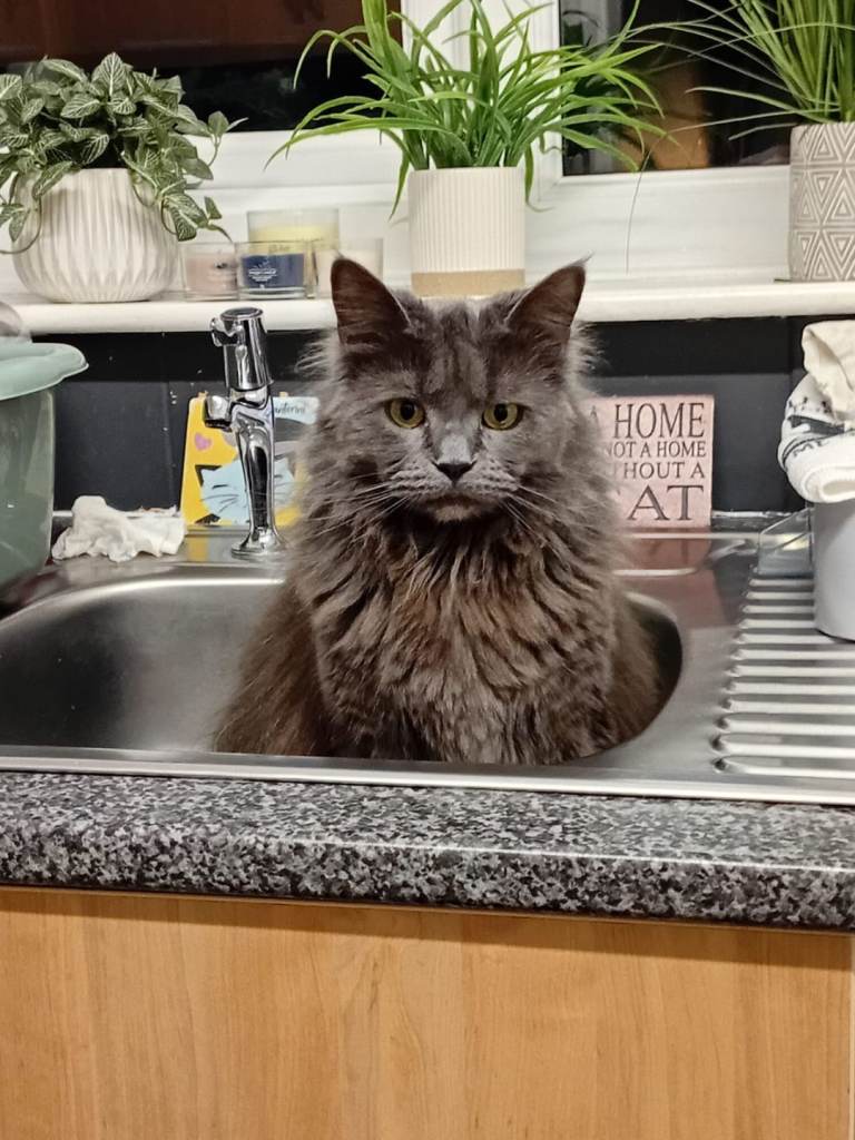 Two lovley lady cats for rehoming together