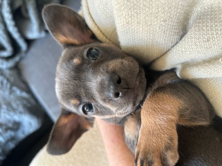 Dachshund X FRENCH BULL DOG