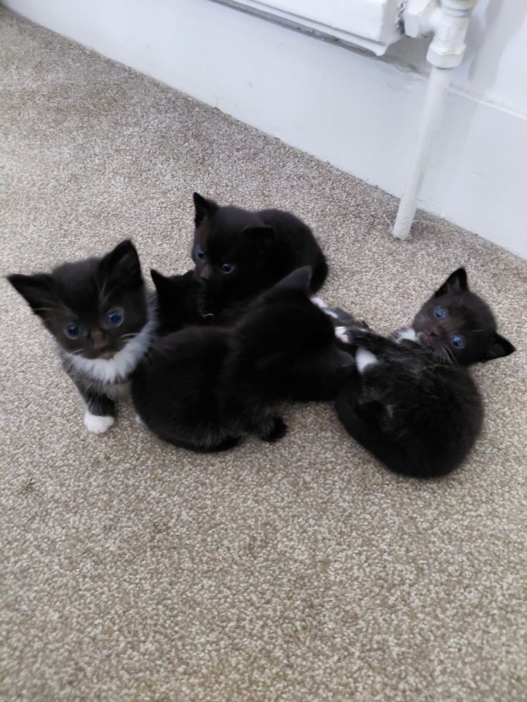 Beautiful Black and white kittens for sale 