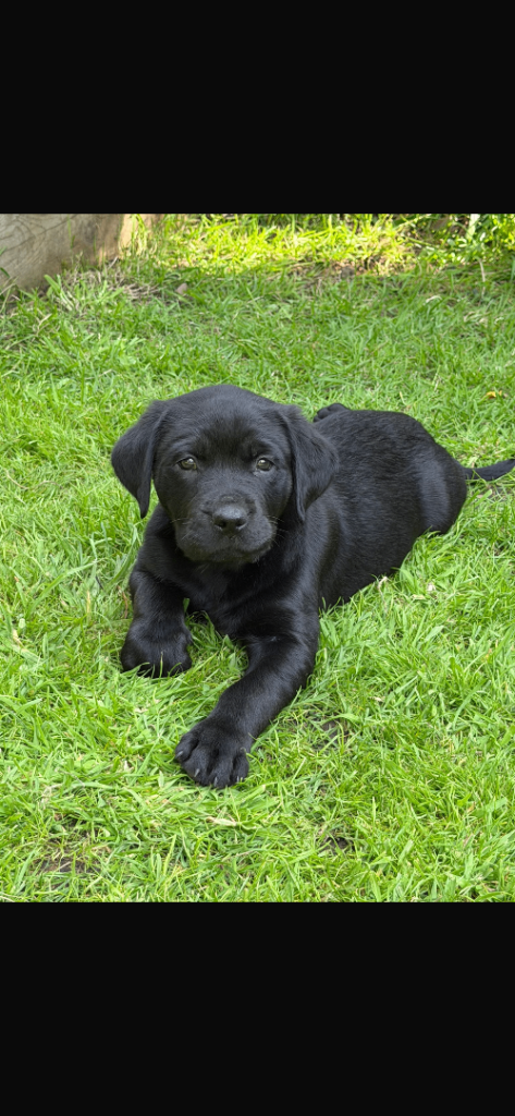 Rottweiler x Labrador Puppies