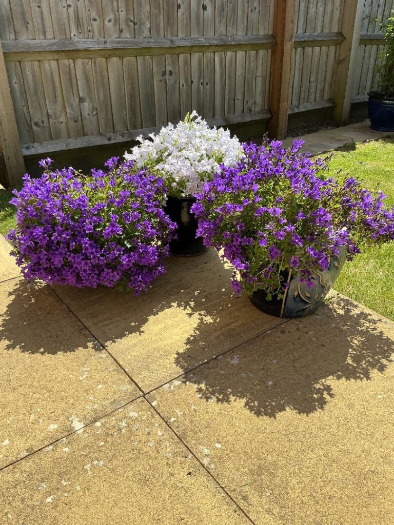 3 well established campanulas in ceramic pots 
