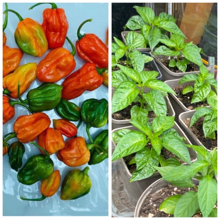 Bangladeshi Khala naga chilli plants x10