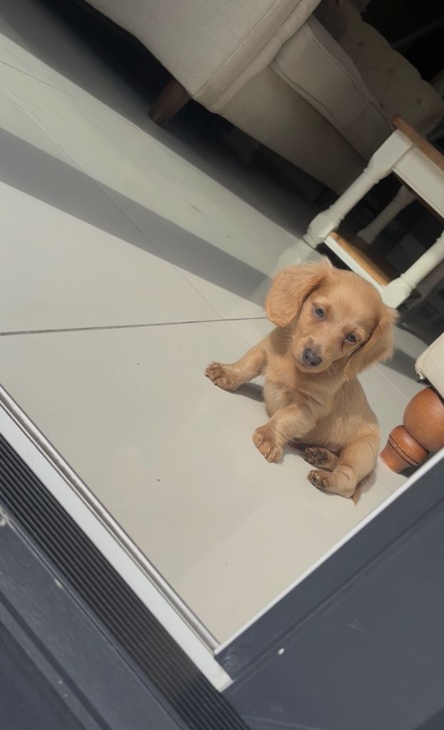 Kc miniature dachshund puppies