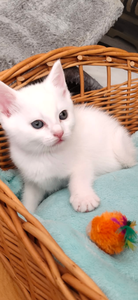 Kittens