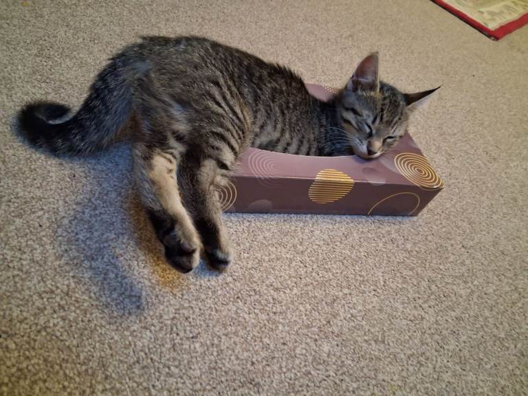 Female Tabby Kitten 14 weeks old