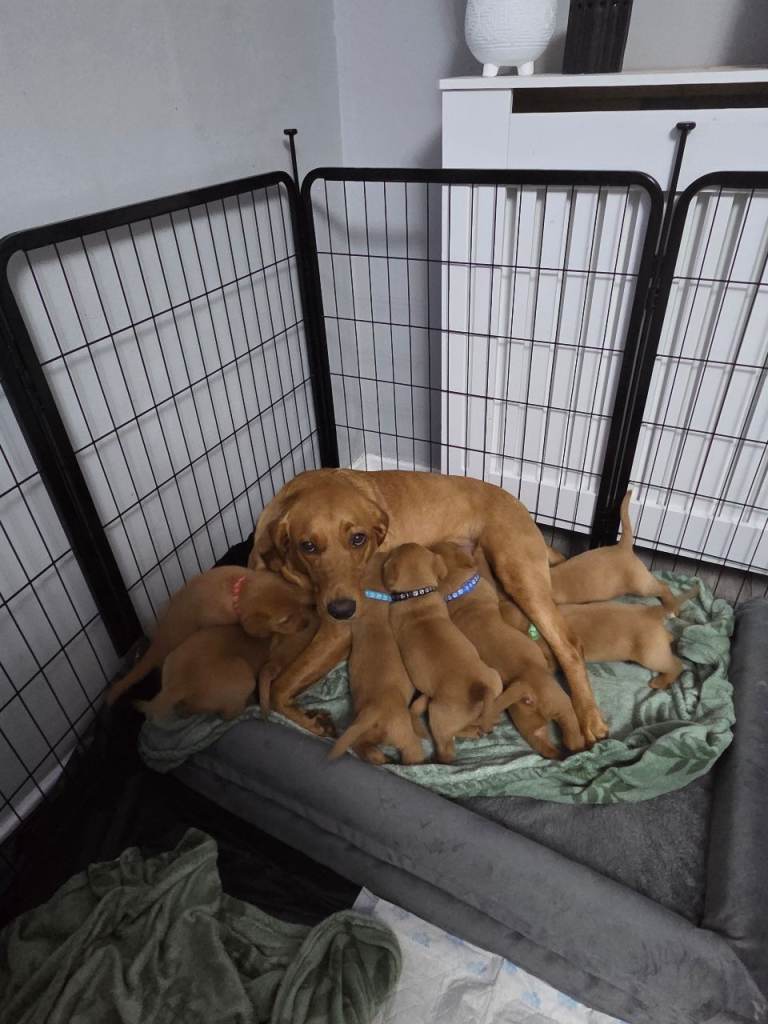 Labrador puppys