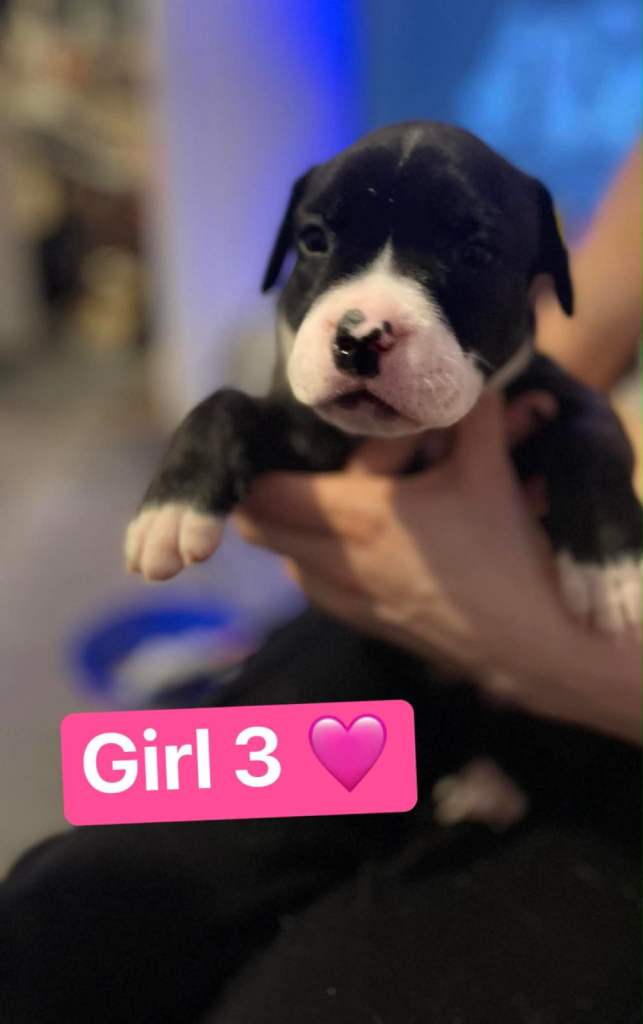 Standard American Bully’s Puppies