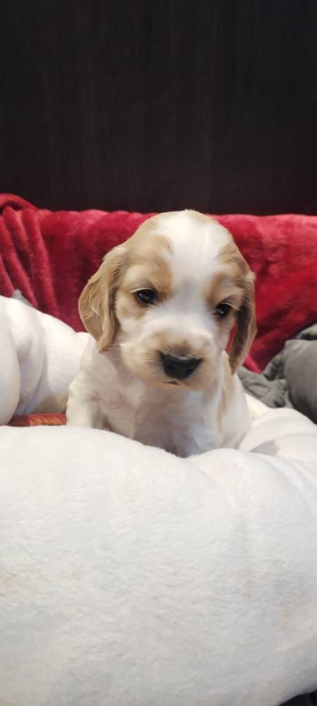 Stunning Kc reg cocker spaniel pups for sale - golden and orange roan