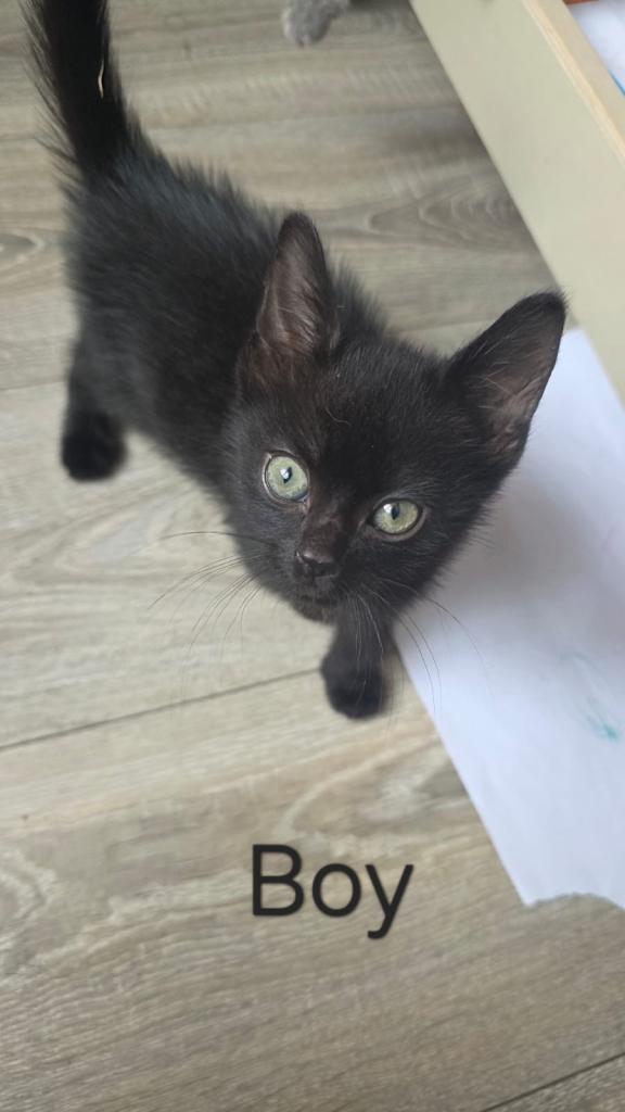 Black kitten 