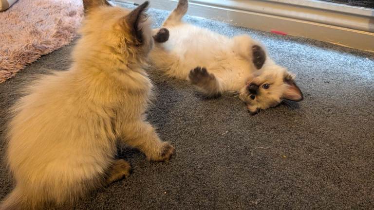 6 beautiful kittens pure Ragdolls