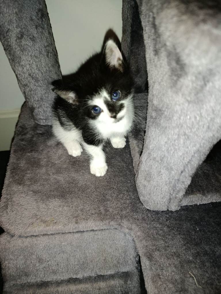 🐾 Adorable and playful kittens looking for a loving homes 🐾