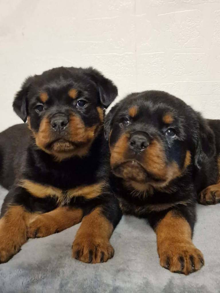 Rottweiler pups