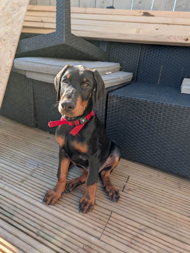 Dobermann Puppy 11 Weeks Old